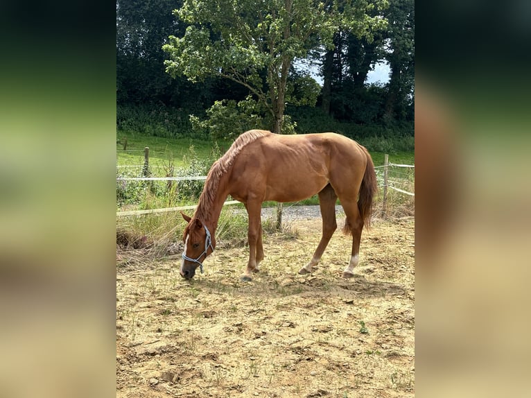 Holstein Mix Giumenta 3 Anni 155 cm Sauro in Dietenheim