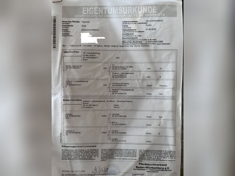 Holstein Mix Giumenta 3 Anni 155 cm Sauro in Dietenheim