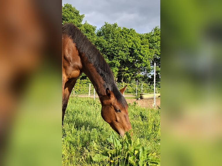 Holstein Giumenta 3 Anni 160 cm Baio in Grauel
