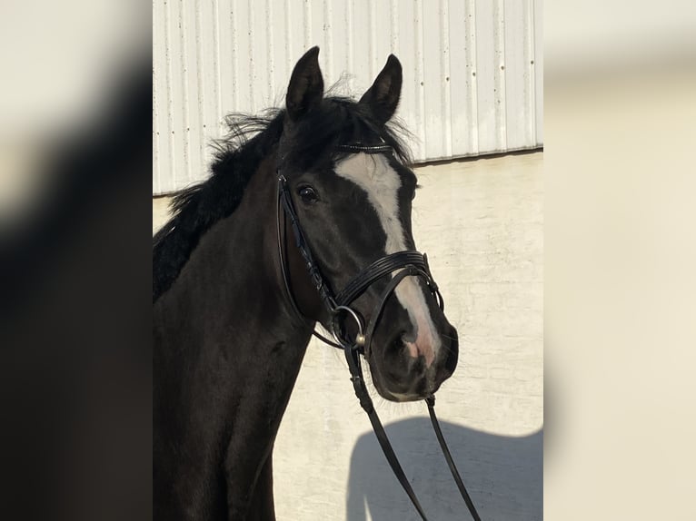 Holstein Giumenta 3 Anni 160 cm Baio nero in Sankt Peter-Ording