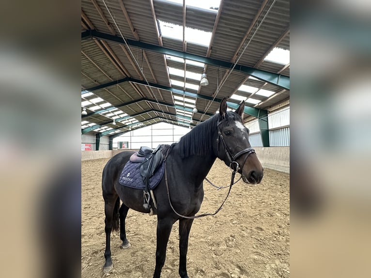 Holstein Giumenta 3 Anni 163 cm Baio nero in Rendsburg