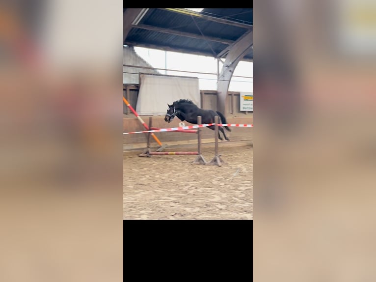 Holstein Giumenta 3 Anni 163 cm Baio nero in Rendsburg