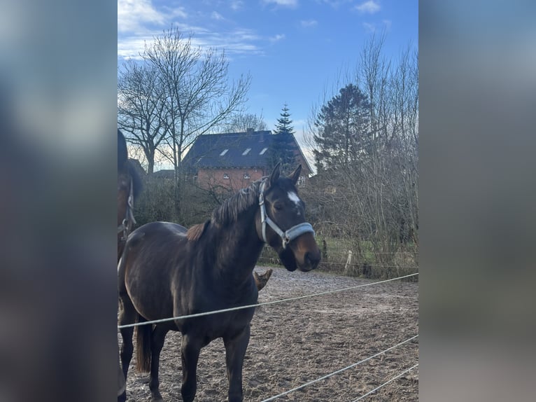 Holstein Giumenta 3 Anni 163 cm Baio nero in Rendsburg