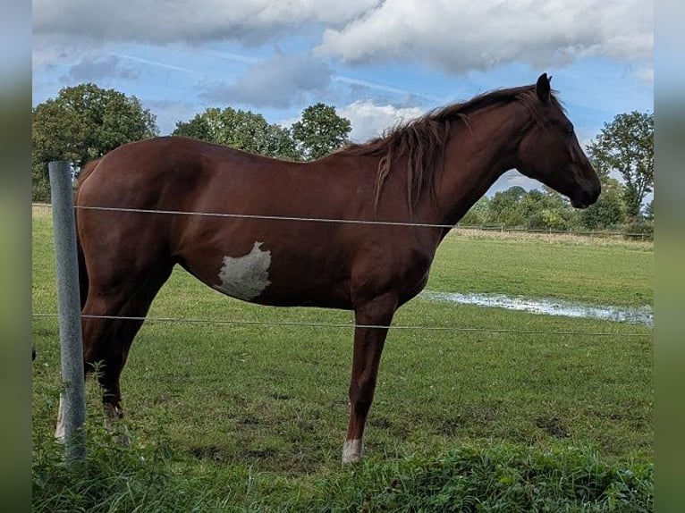 Holstein Giumenta 3 Anni 163 cm Sauro scuro in Barmstedt