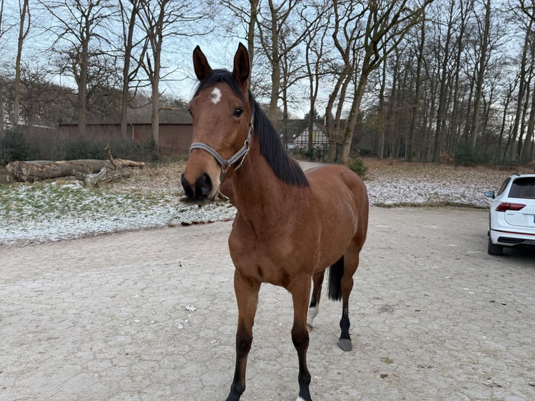Holstein Giumenta 3 Anni 164 cm Baio chiaro in Otter