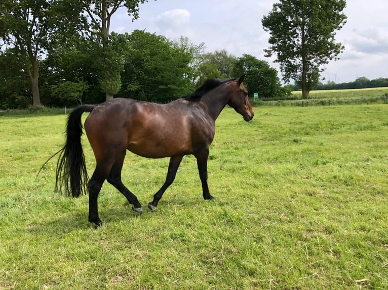 Holstein Giumenta 3 Anni 165 cm Baio nero in W&#xF6;hrden