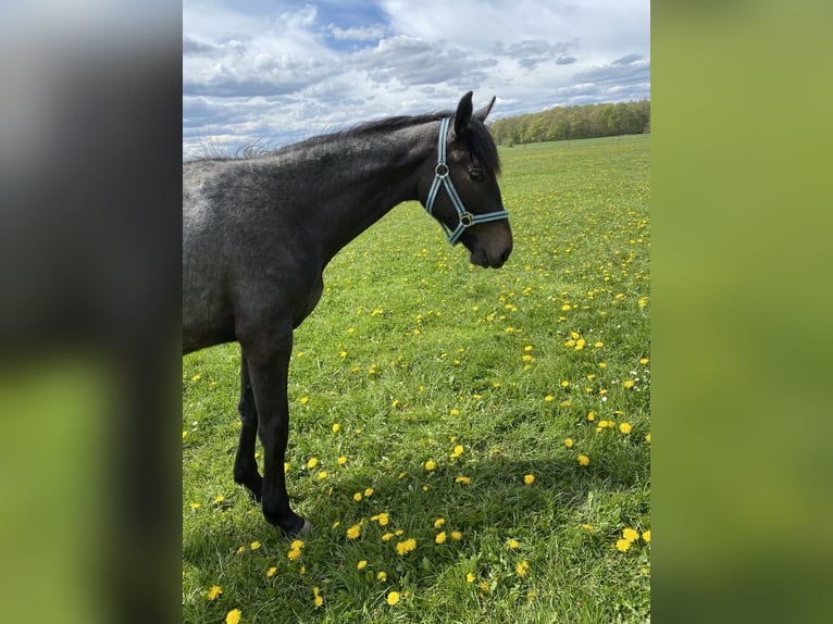 Holstein Giumenta 3 Anni 165 cm Grigio pezzato in Sterup