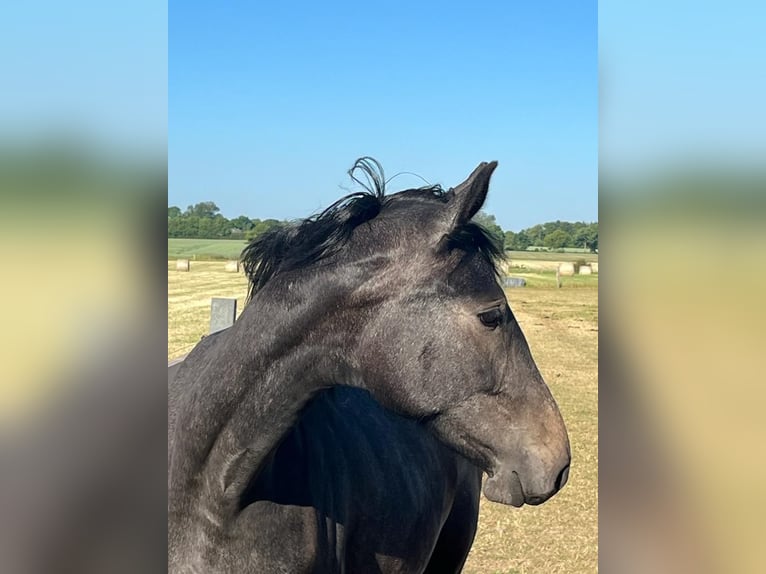 Holstein Giumenta 3 Anni 165 cm Grigio pezzato in Sterup