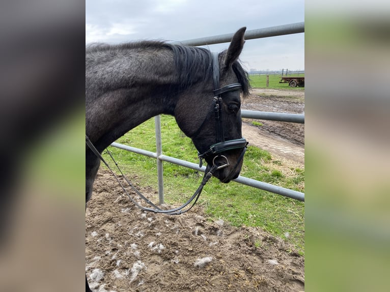 Holstein Giumenta 3 Anni 165 cm Grigio pezzato in Sterup