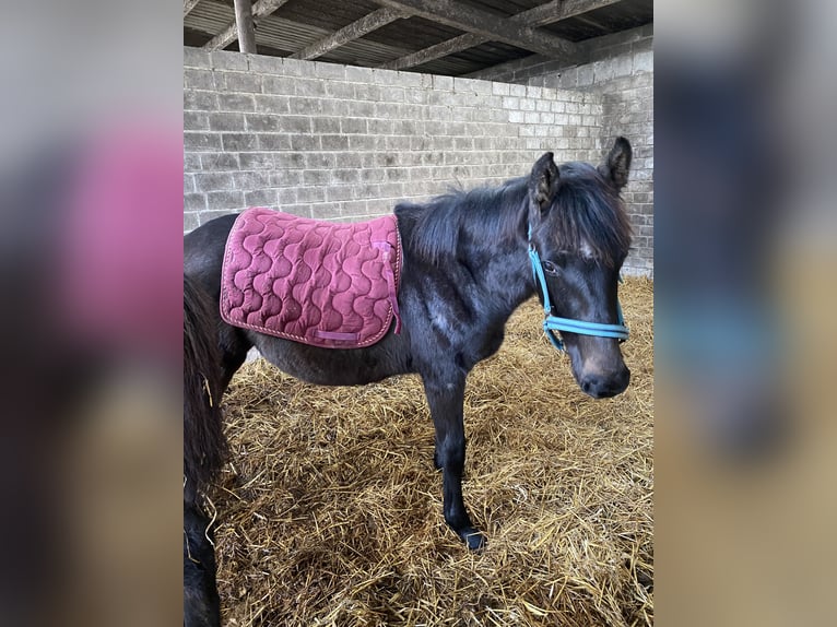 Holstein Giumenta 3 Anni 165 cm Grigio pezzato in Sterup