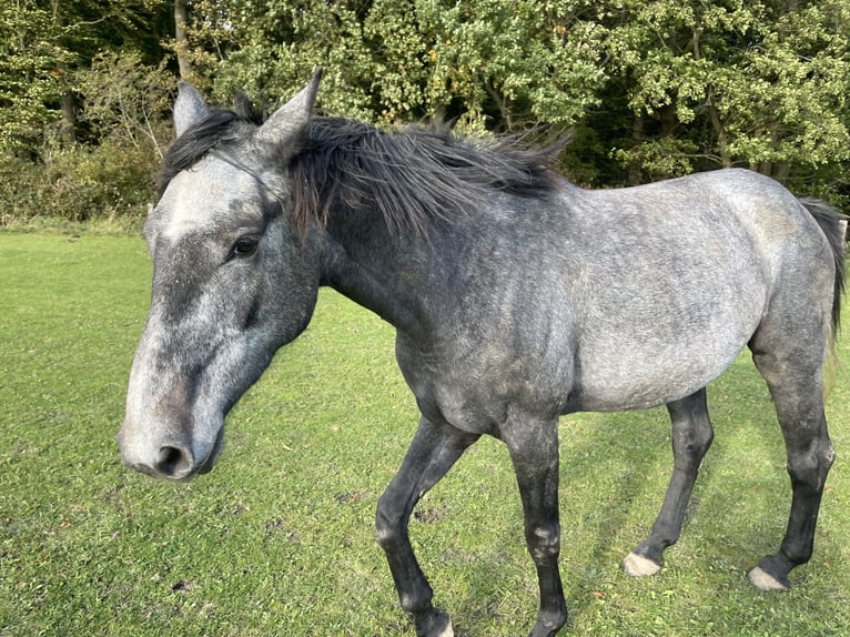 Holstein Giumenta 3 Anni 165 cm Grigio pezzato in Sterup