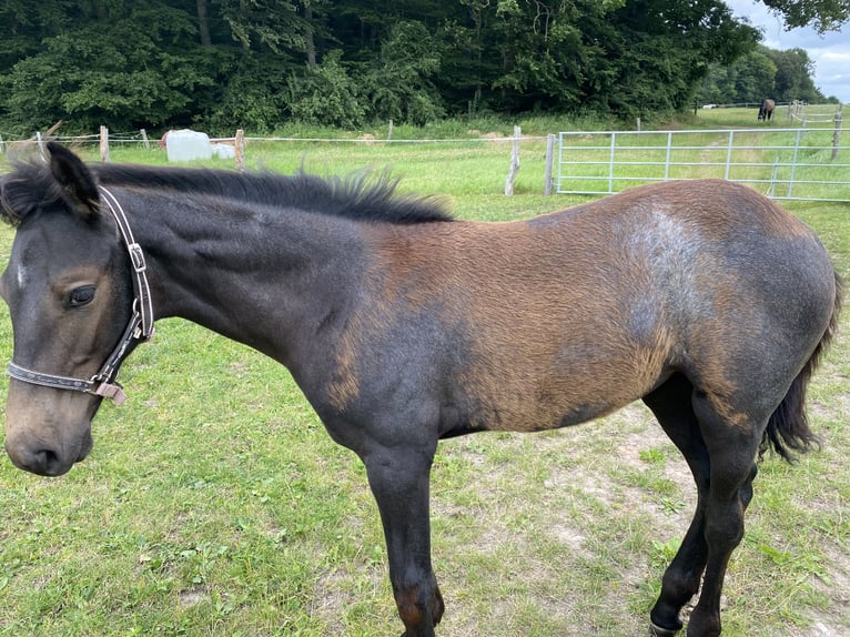 Holstein Giumenta 3 Anni 165 cm Grigio pezzato in Sterup