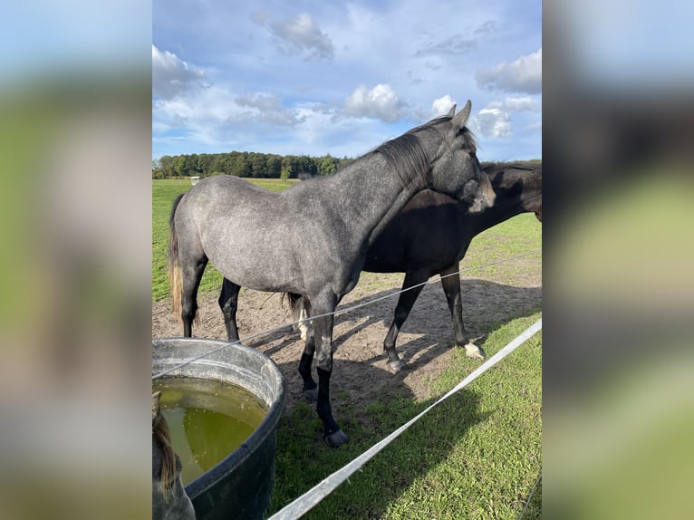 Holstein Giumenta 3 Anni 165 cm Grigio pezzato in Sterup