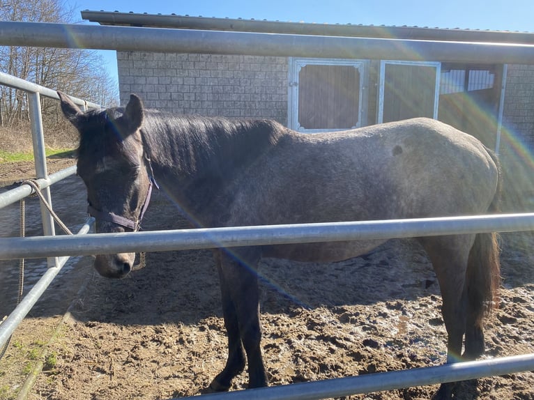 Holstein Giumenta 3 Anni 165 cm Grigio pezzato in Sterup