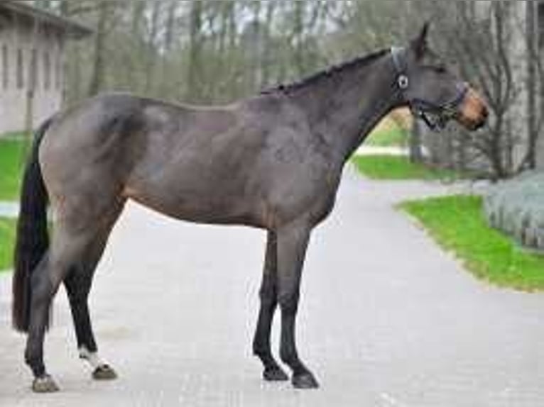 Holstein Giumenta 3 Anni 167 cm Baio ciliegia in Sint-Niklaas