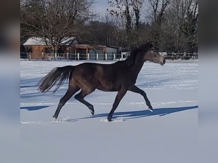 Holstein Giumenta 3 Anni 167 cm Grigio in Kasseedorf