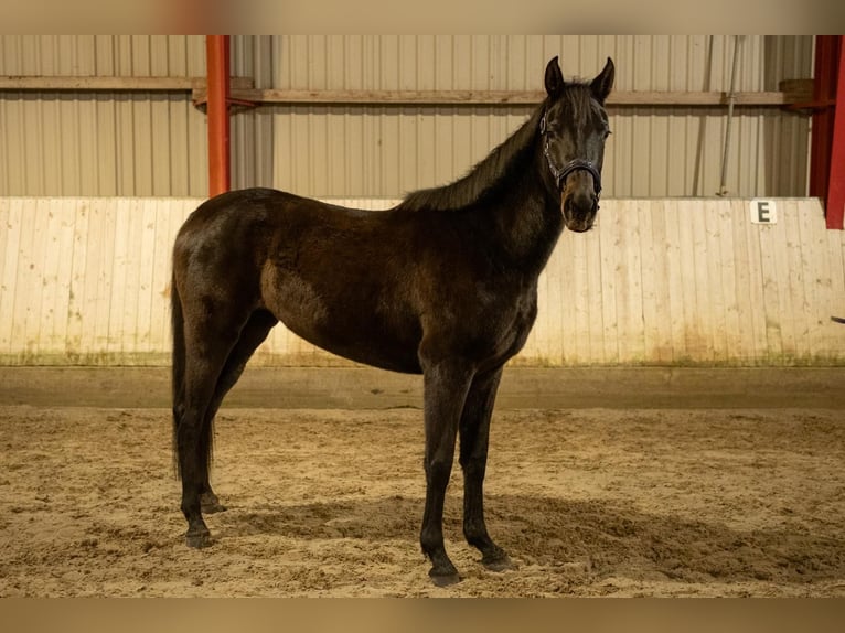 Holstein Giumenta 3 Anni 168 cm Baio in Fehrbellin ProtzenKönigshorst