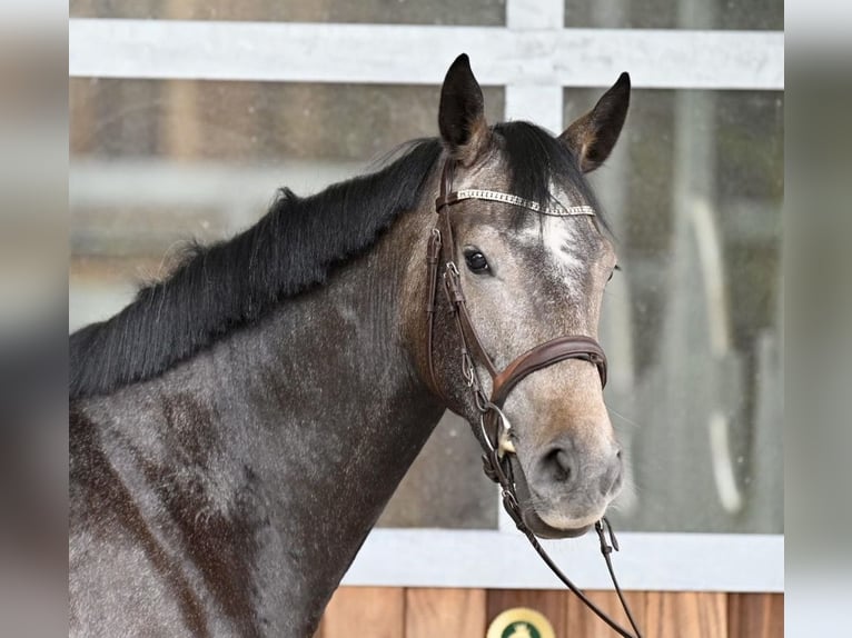 Holstein Giumenta 3 Anni 168 cm Grigio ferro in Neuhaus / Zeetze