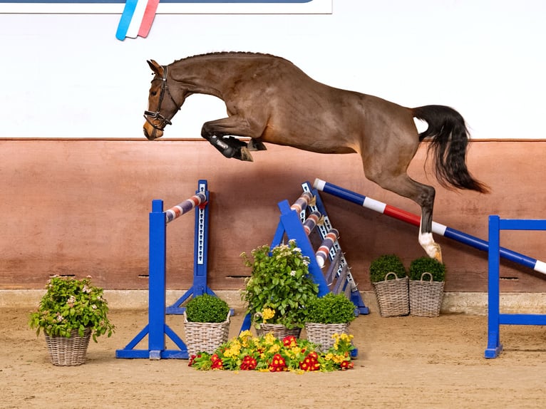 Holstein Giumenta 3 Anni Baio in Elmshorn