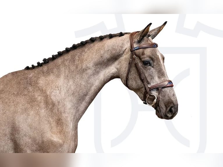 Holstein Giumenta 3 Anni Grigio in Elmshorn