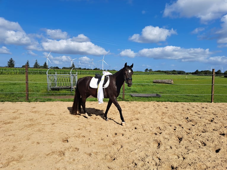 Holstein Giumenta 4 Anni 153 cm Baio nero in Achtrup