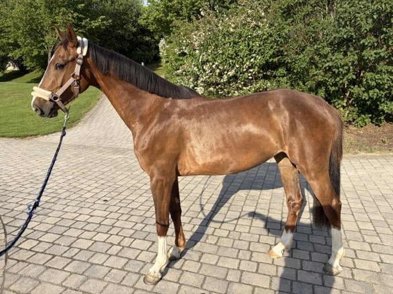 Holstein Giumenta 4 Anni 155 cm Sauro in Goldbach