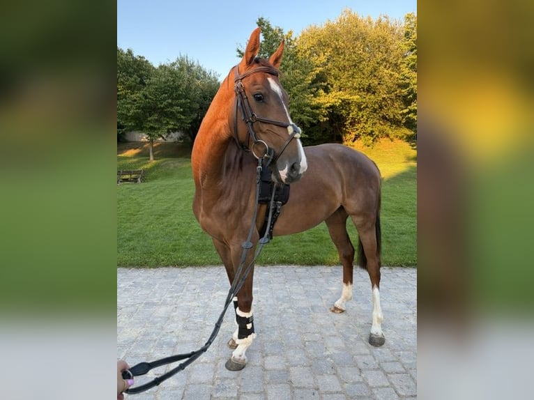 Holstein Giumenta 4 Anni 155 cm Sauro in Goldbach