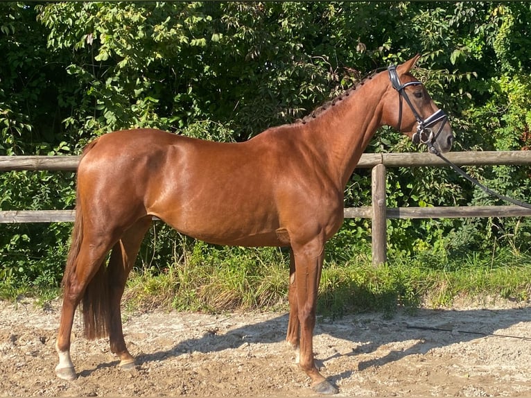 Holstein Giumenta 4 Anni 160 cm Sauro in Unterneukirchen