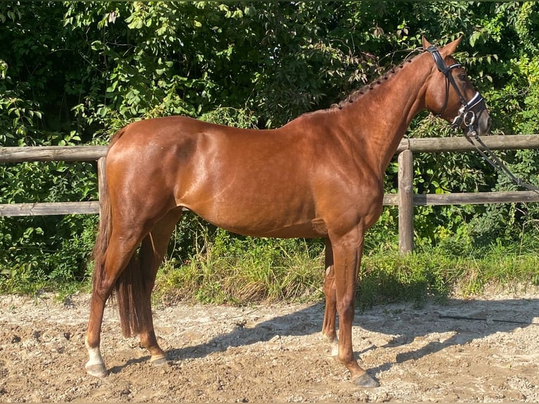 Holstein Giumenta 4 Anni 160 cm Sauro in Unterneukirchen