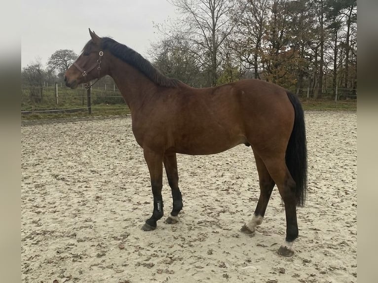 Holstein Giumenta 4 Anni 163 cm Baio in Lütjenholm