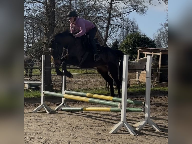Holstein Giumenta 4 Anni 163 cm Baio nero in Kiebitzreihe