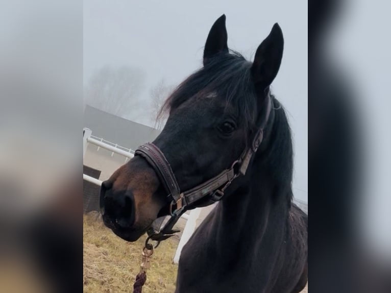 Holstein Giumenta 4 Anni 163 cm Baio scuro in Pinneberg