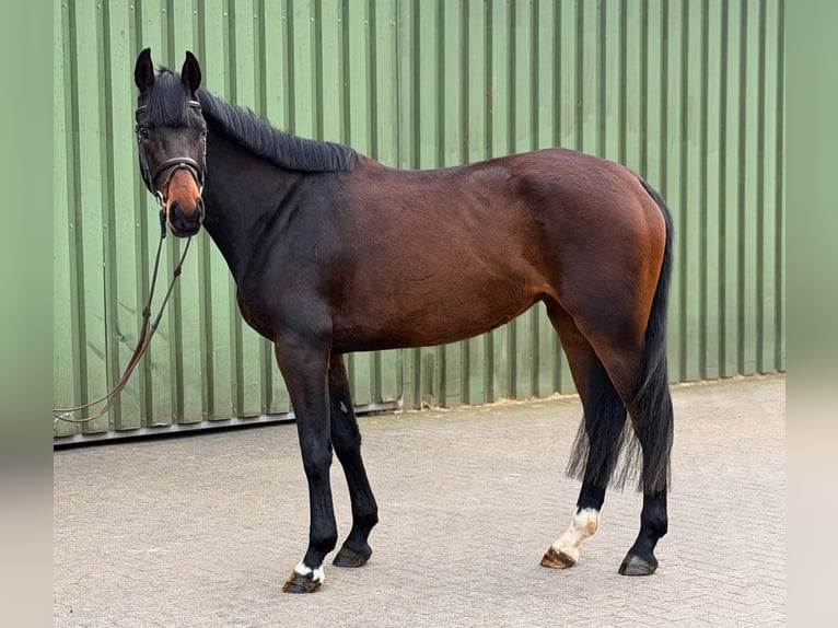 Holstein Giumenta 4 Anni 163 cm  in Heidmühlen
