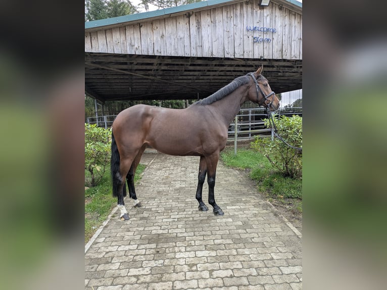 Holstein Giumenta 4 Anni 165 cm Baio in Munster