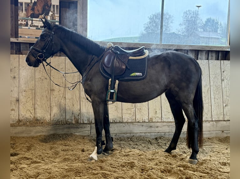 Holstein Giumenta 4 Anni 165 cm Baio nero in Altusried