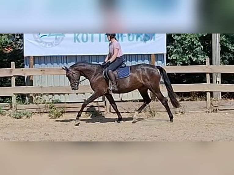 Holstein Giumenta 4 Anni 165 cm Baio nero in Wachtberg