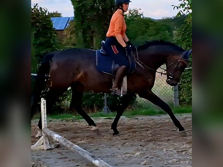 Holstein Giumenta 4 Anni 165 cm Baio nero in Wachtberg