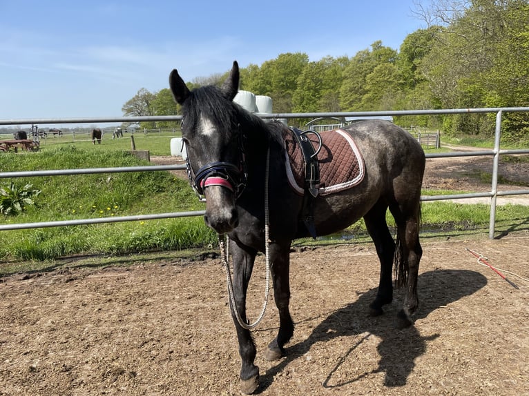 Holstein Giumenta 4 Anni 165 cm Grigio in SterupSterup