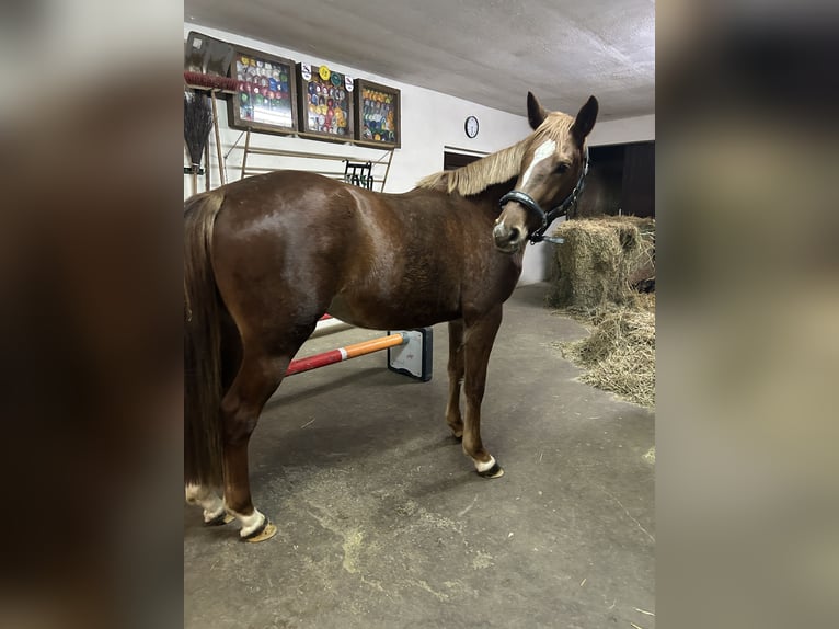 Holstein Giumenta 4 Anni 165 cm Sauro in Muldestausee