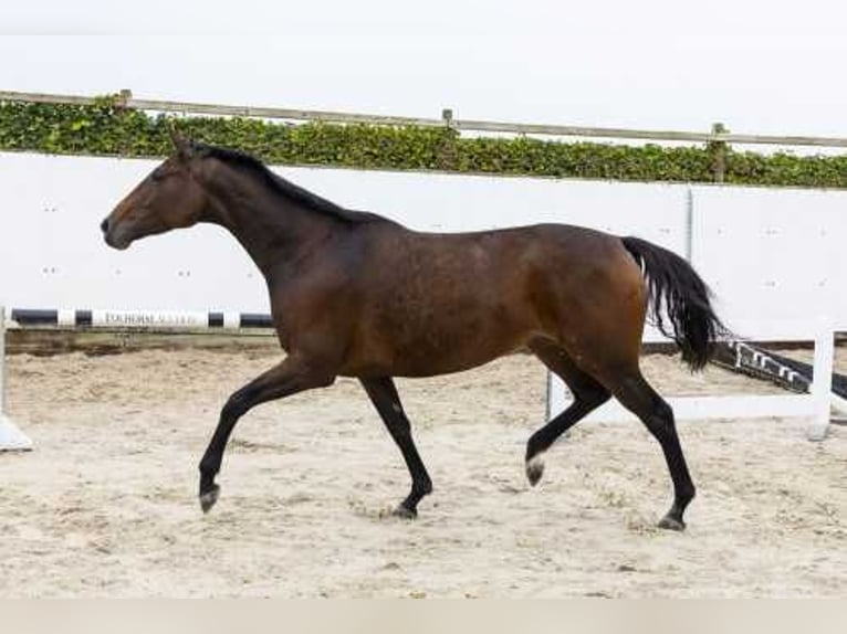 Holstein Giumenta 4 Anni 166 cm Baio in Waddinxveen