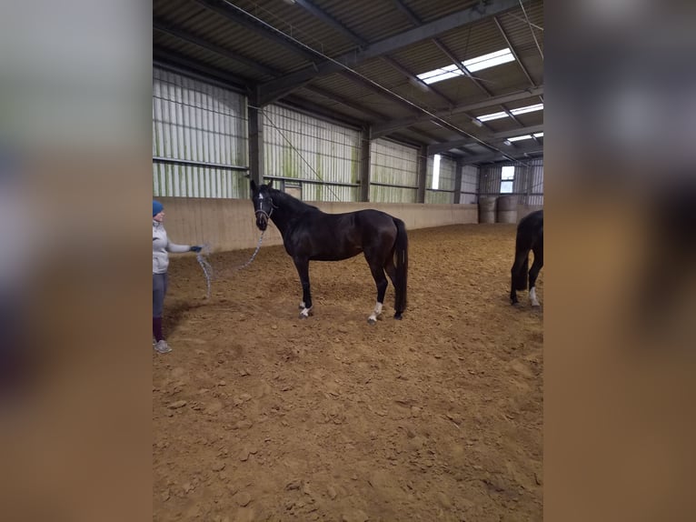 Holstein Giumenta 4 Anni 166 cm Baio scuro in Nusse