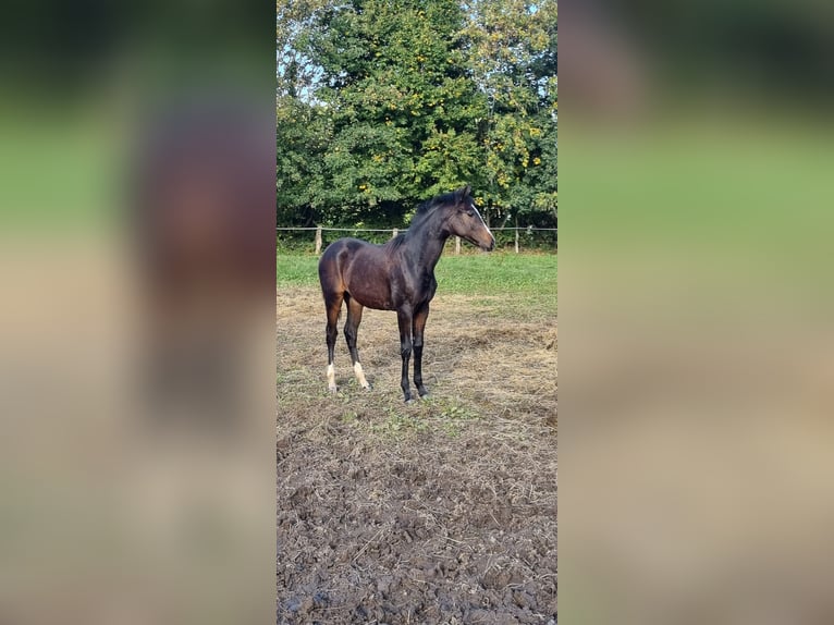 Holstein Giumenta 4 Anni 167 cm Baio in Fehmarn