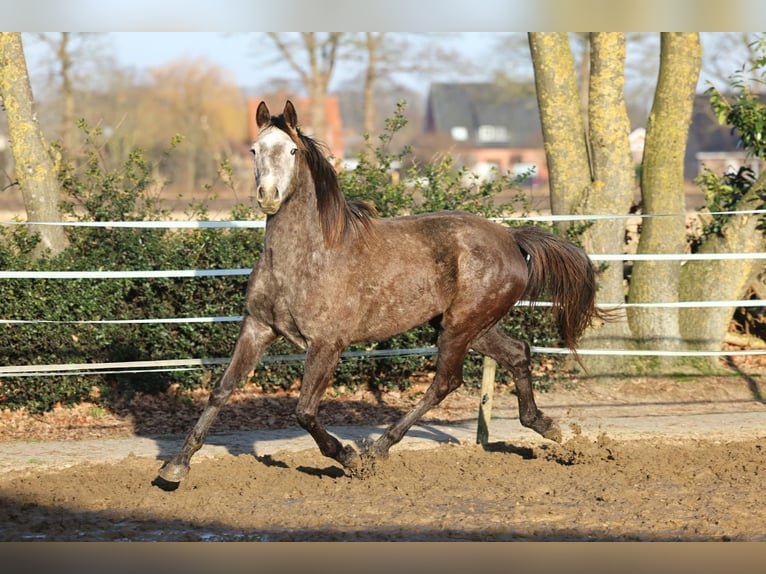 Holstein Giumenta 4 Anni 167 cm Grigio in Haren