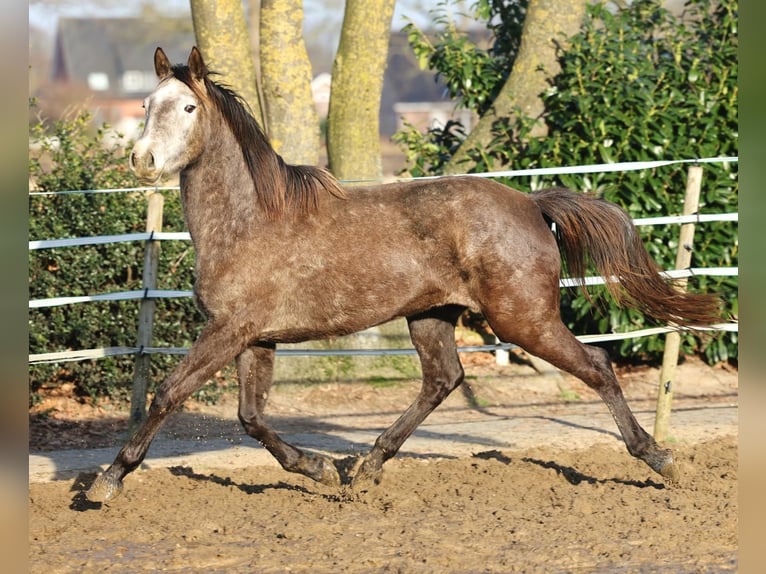 Holstein Giumenta 4 Anni 167 cm Grigio in Haren