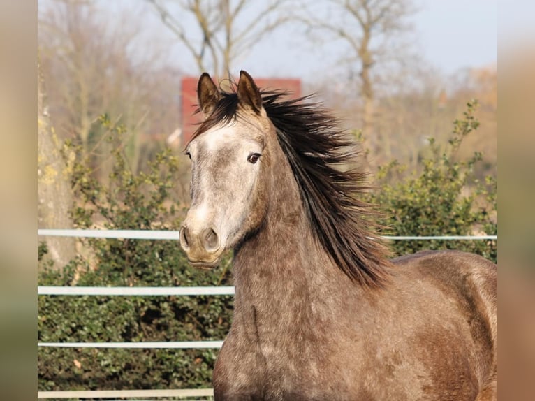 Holstein Giumenta 4 Anni 167 cm Grigio in Haren