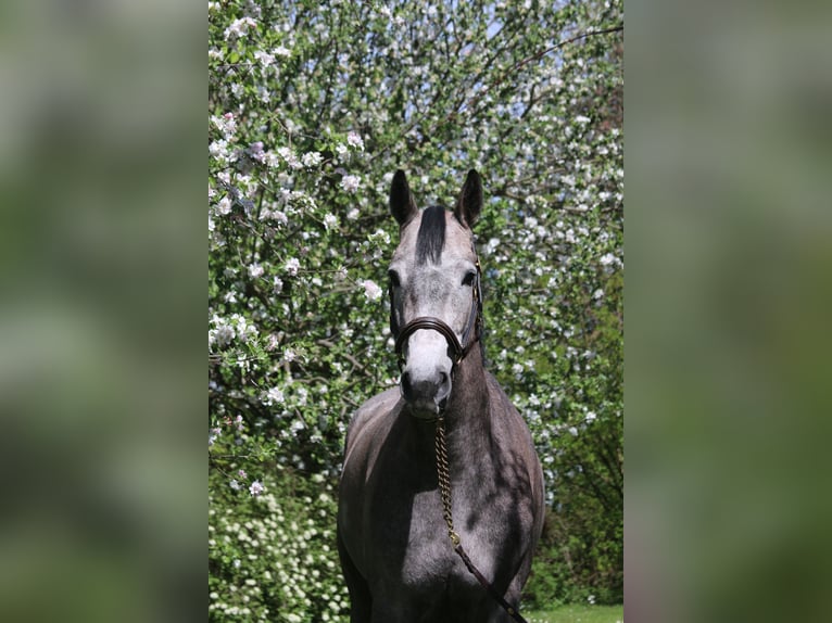 Holstein Giumenta 4 Anni 167 cm Grigio in Erhartingrharting