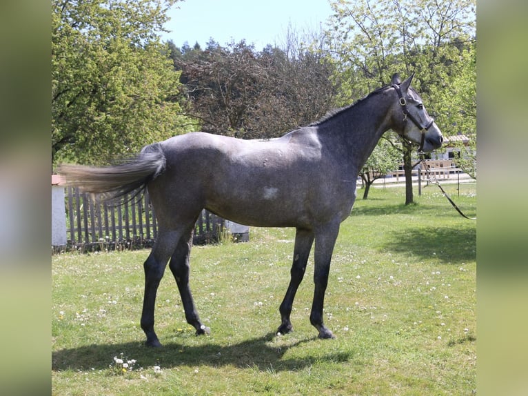 Holstein Giumenta 4 Anni 167 cm Grigio in Erhartingrharting