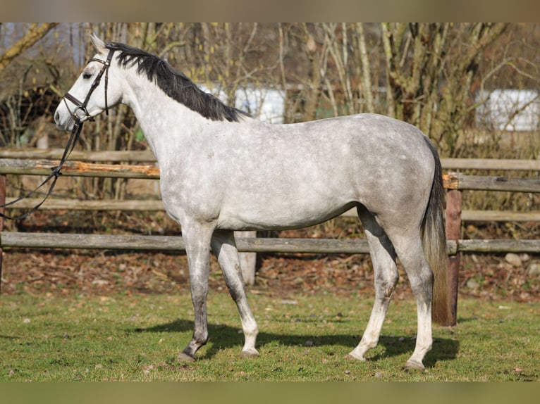 Holstein Giumenta 4 Anni 167 cm Grigio in Rickling