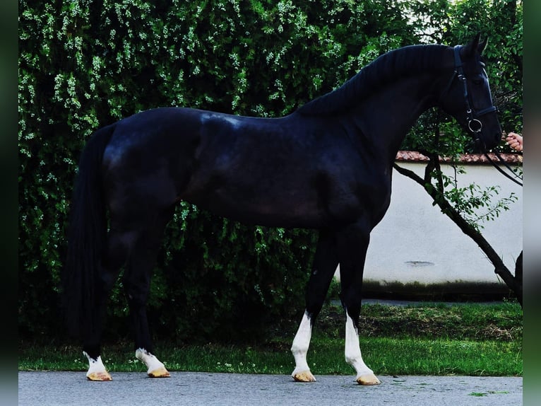 Holstein Giumenta 4 Anni 168 cm in Budapest