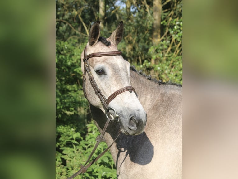Holstein Giumenta 4 Anni 168 cm Grigio in Erharting